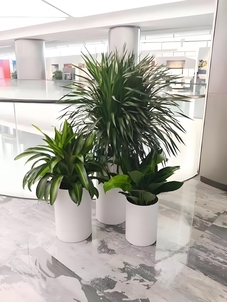 超实惠花卉租摆，就在宁波慈溪，速来了解！